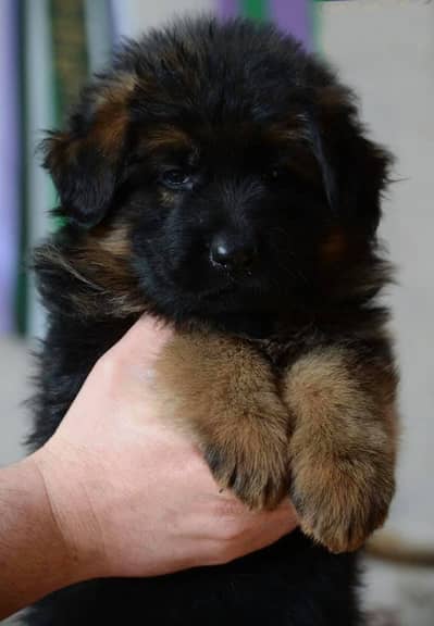 German shepherd pedigreed puppies 03014615555