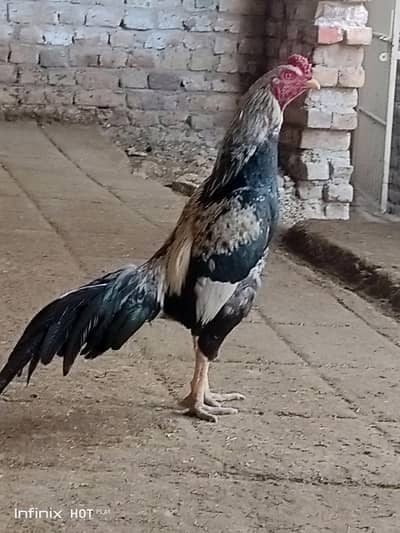 Mashahllah High quality payar jayah patha for sall