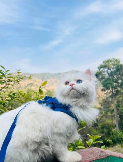 Persian cats | pair of cat | two cats pair