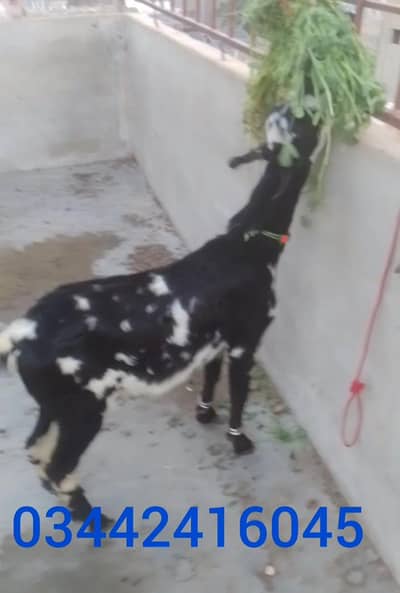 bes for breeding  and qurbani male