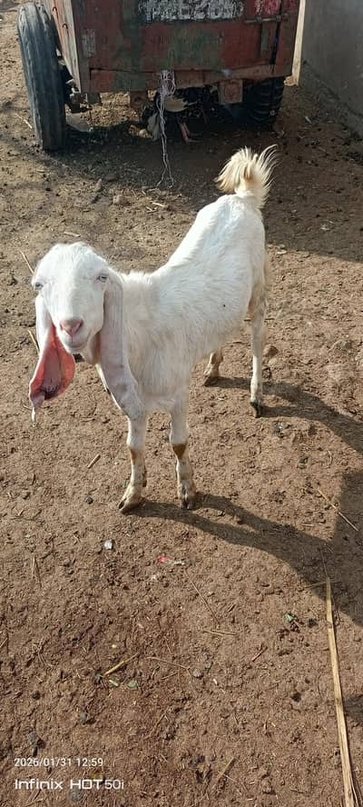 All types of goats available