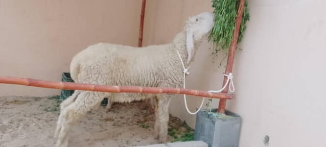 Larkana gulabi dumba 10 month