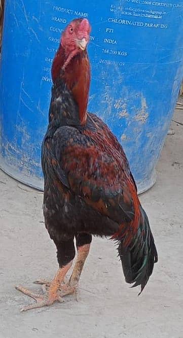 Top quality Aseel ptha