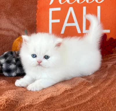 Persian cat triple quote 5 face mein later train