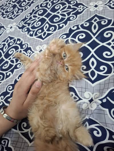 Ginger persian female kitten for sale dewormed groomed