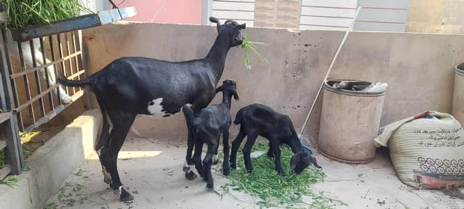 black teddy with 2 female kids