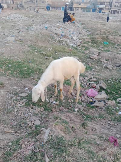 4 months ka hay belkol saye hay