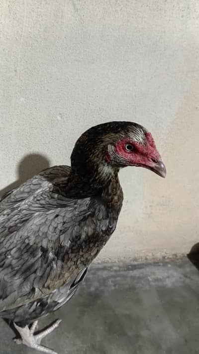 mianwali old blod line pure