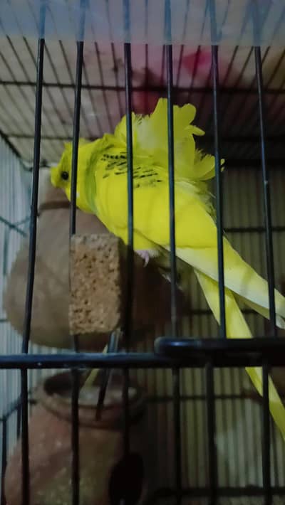 Hogoromo pathy and adult piece