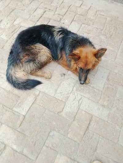 German shepherd female
