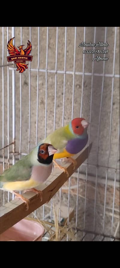 Top Quality Exhibition Gouldian/Pastel Fawn