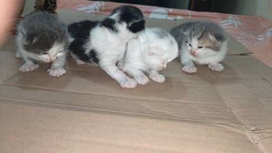 4 kittens 1 female 3 males