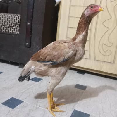 jisne lani he rabta kare