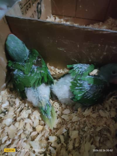 hand tame raw parrot