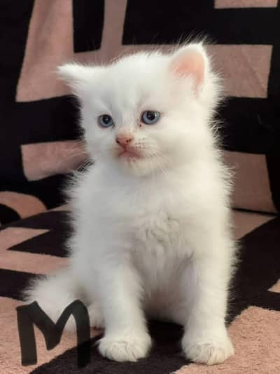 Persian cat for sale male female my WhatsApp number0304=18=93=198