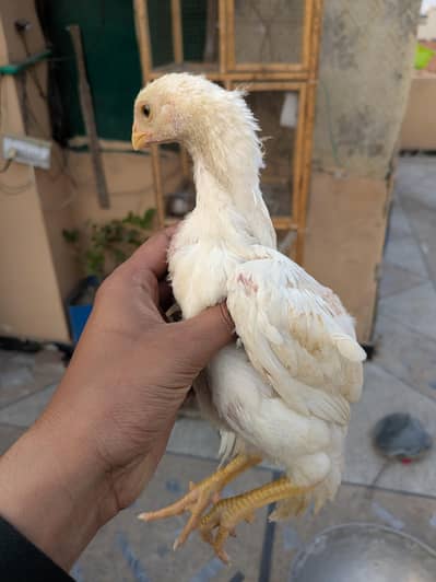 Healthy and active checkS