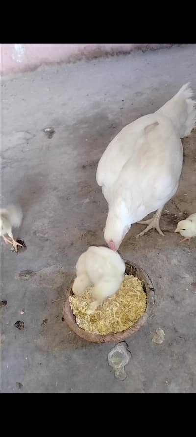 paper white Heera Chicks