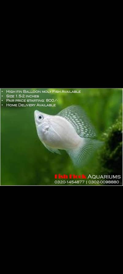 Baloon Moli Platty fish and blue line Shark Available