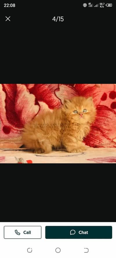 Persian cat for sale male female my WhatsApp number0304=18=93=198