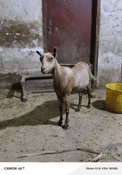 Tedi bakri Gabban  for sale