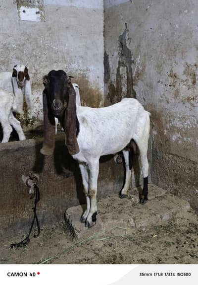 Tedi bakri Gabban  for sale