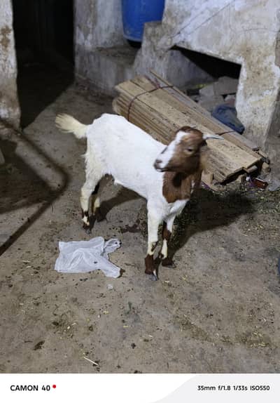 Tedi bakri Gabban  for sale