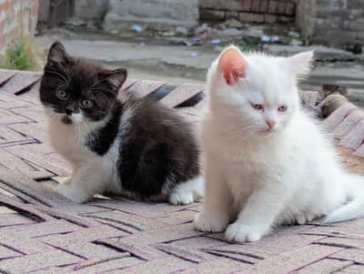 Persian kittens for sale