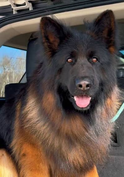 German shepherd long coat pink pedigree