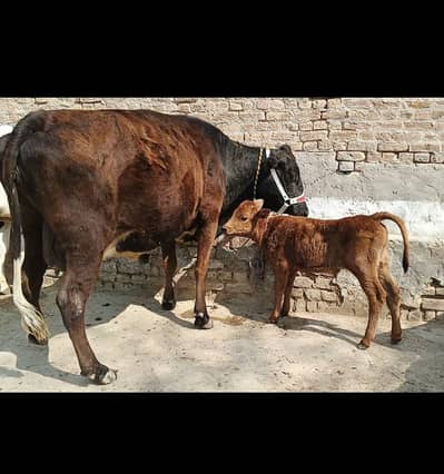 Tazi sui cow for sale