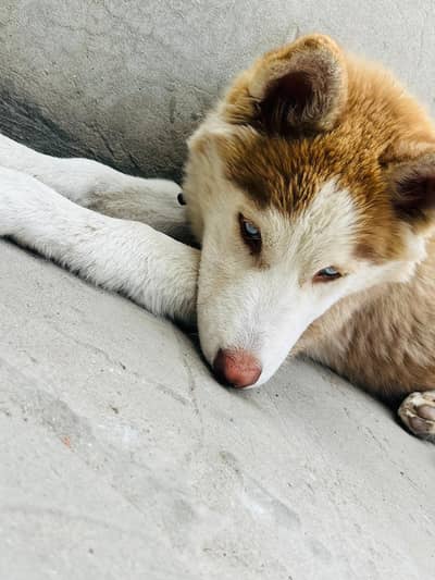 friendly dog h. . 0336 0111174