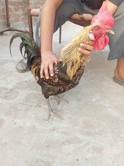 DESI HENS PAIR AND DESI BATAHK