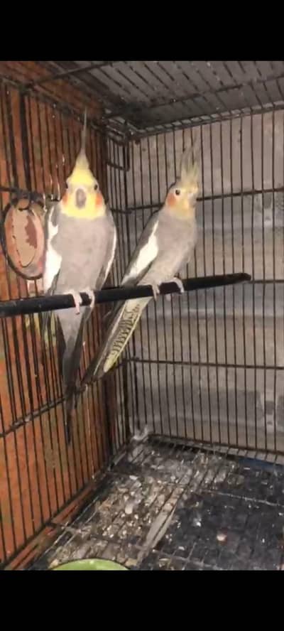 Best breeder pair cocktail