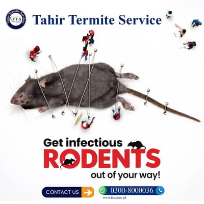 Rodents Control Services in Lahore