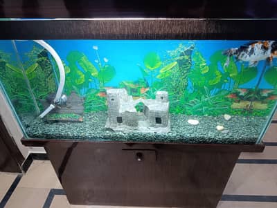 4 feet aquarium and fish