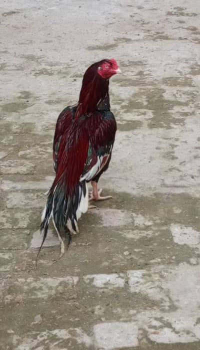 Mushka aseel/Heera aseel/Mianwali aseel/Black shamo/Shamo aseel/