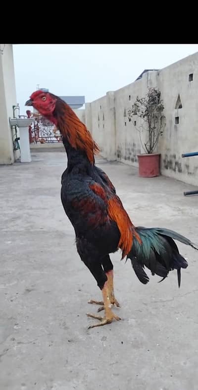 High Quality Assel bird's available. . .