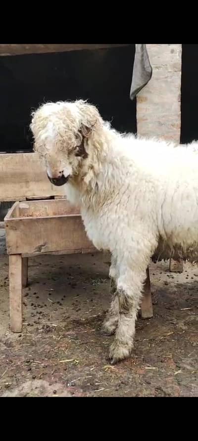 Ma sha Allah Mundra Full Pointed Pure Mundra Chatra