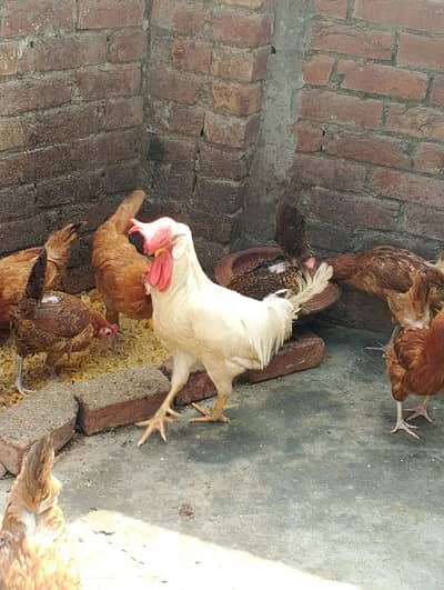 Golden misri murgyan 9+1