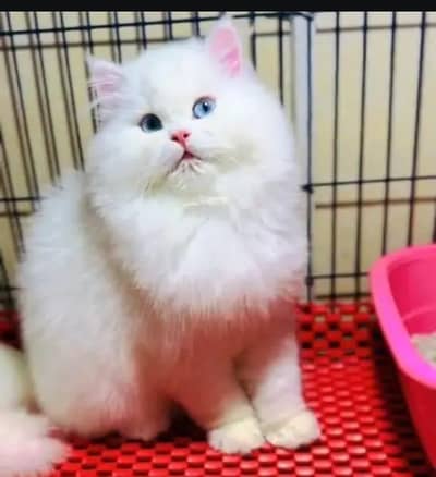 Persian cat for sale my WhatsApp number  0324-12-95-120