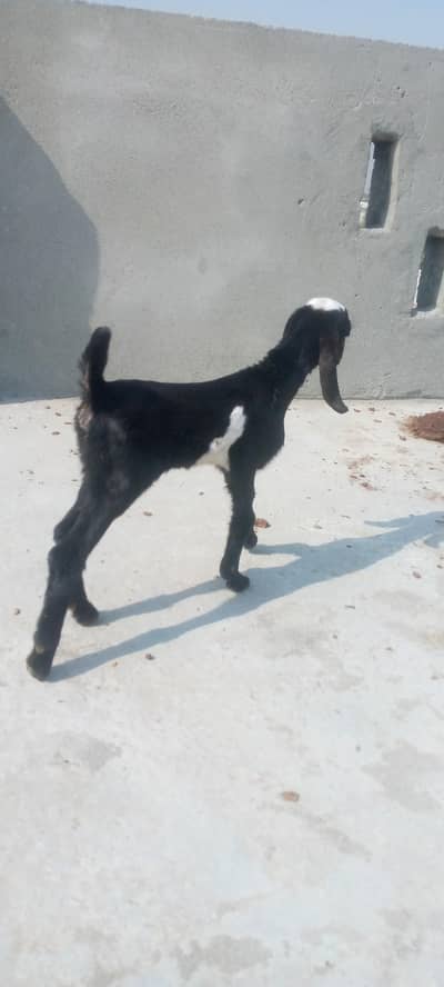 Bakra for sale Dawanda  ready for qurbani. . . bakri for sale aik bacha