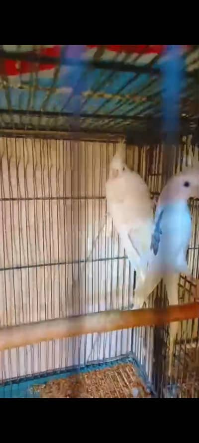 cocktail breeder 8 pair for sale