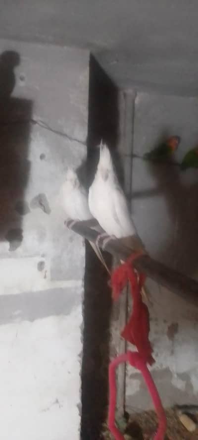 healthy and active hai flying ok wisling b