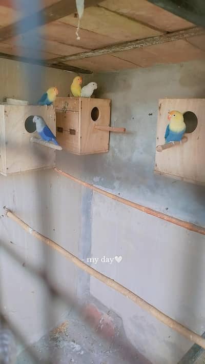 love birds or breeding box