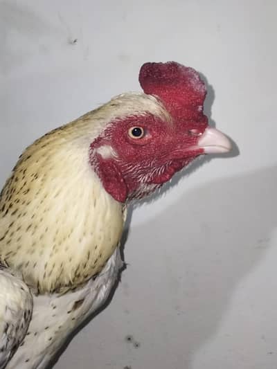 aseel murga full breeder