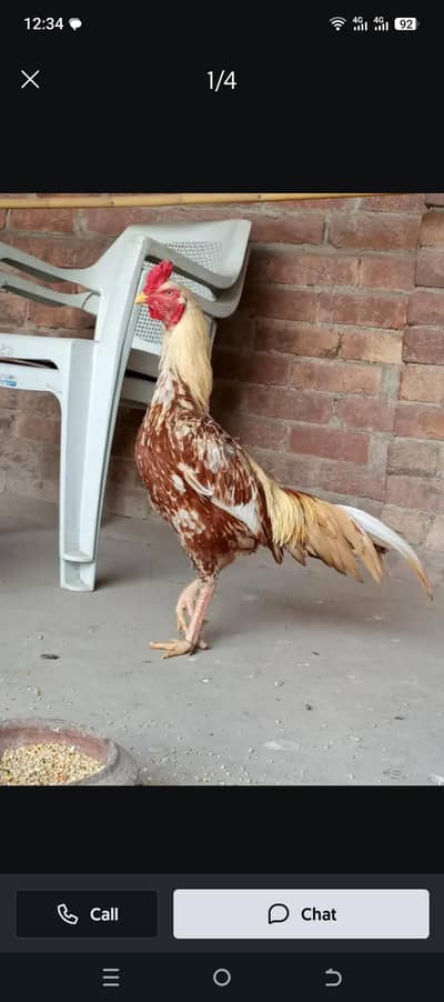 healthy and active  1.5 year old