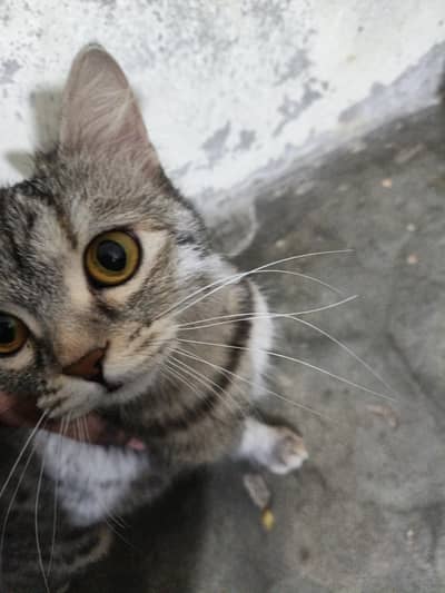 beautiful Persian female cat for sale