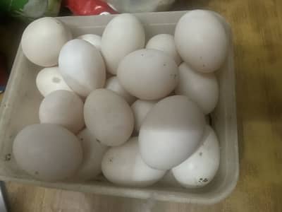 Fresh eggs 
