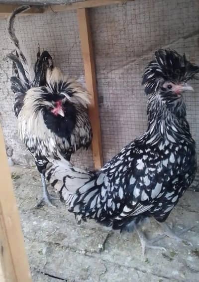 Silver Polish Favours Pair