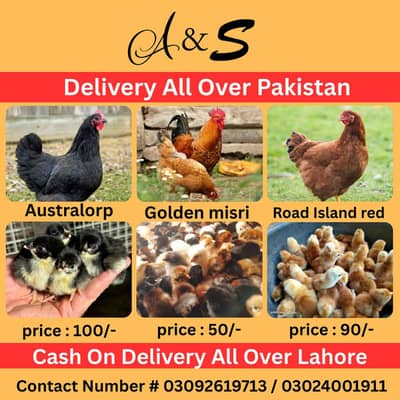 Golden Misri Chick's Available