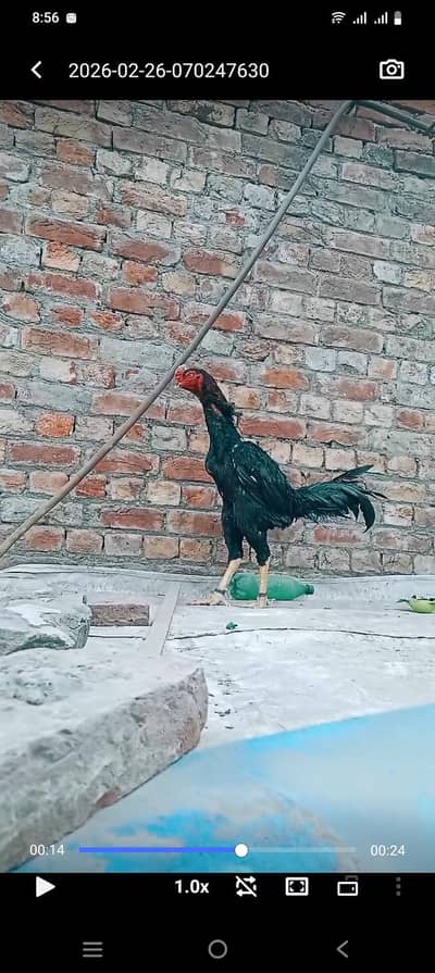 Tha 1 male or female for sale male thai Shamo cors final 15k